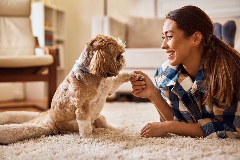 A woman lying on a premium carpet shakes hands with a small dog inside a cozy room.